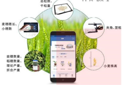 小麥表型檢測系統(tǒng)